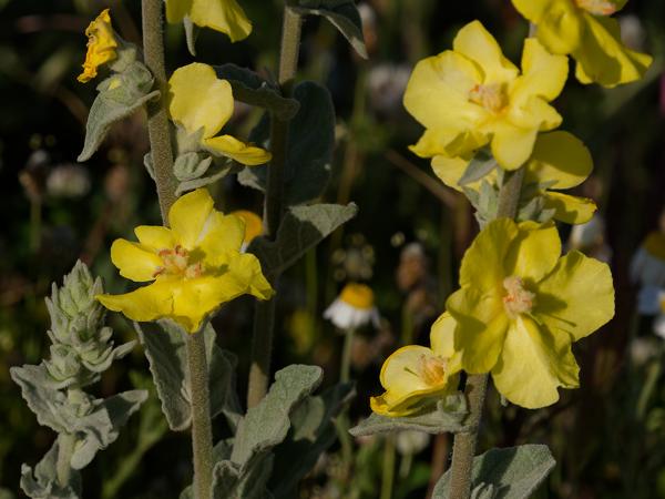 <h3>Verbascum&nbsp;phlomoides / Orange&nbsp;mullein / Keizerskaars</h3>OM-1 Mark II met OLYMPUS M.150-400mm F4.5, 1/2500 sec  bij F5.0, ISO 200, afstand 2.65&nbsp;m